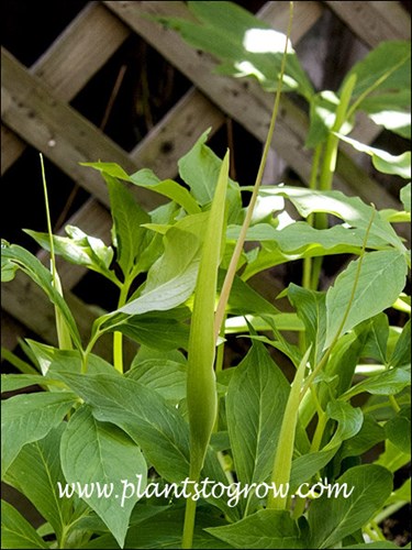 The green hooded spath and the long narrow spadix.